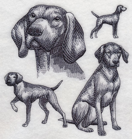 Vizsla Sketch