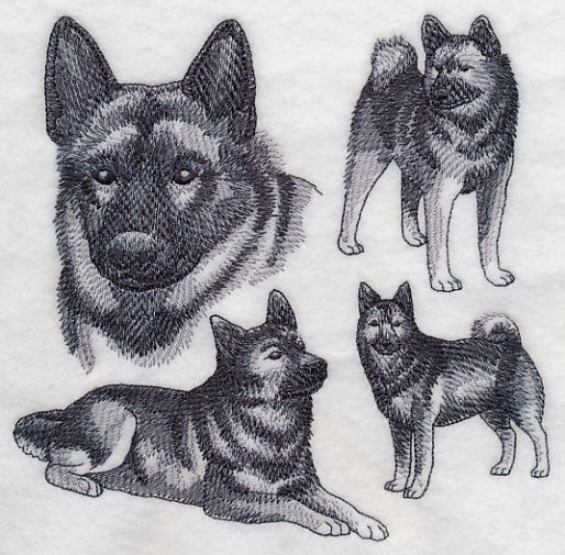 Norwegian Elkhound Sketch