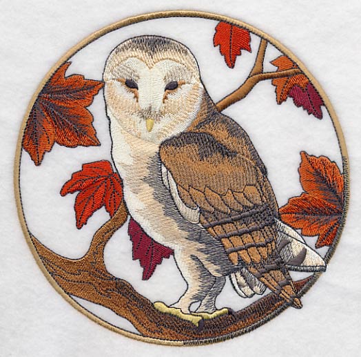 Barn Owl in Autumn