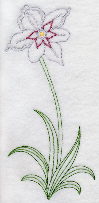 Long Stemmed Gladiolus Murielae (Vintage)