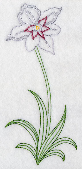 Long Stemmed Gladiolus Murielae (Vintage)