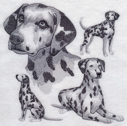 Dalmatian Sketch