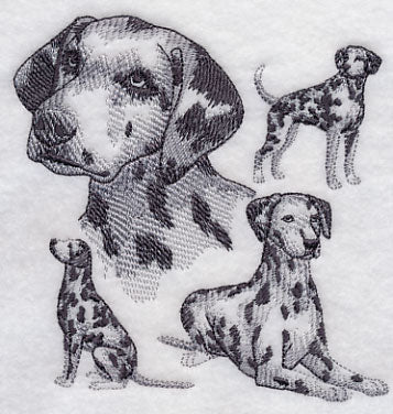 Dalmatian Sketch