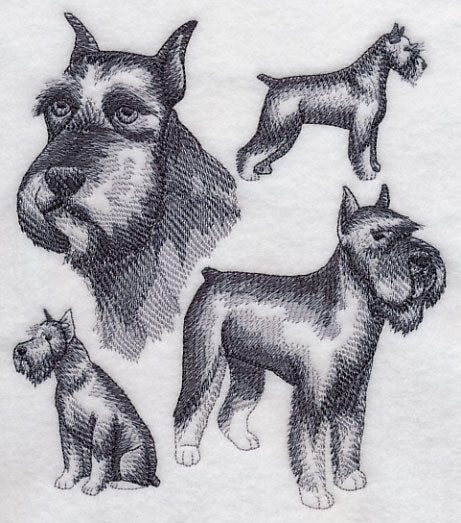 Schnauzer Sketch (Docked Tail and Cropped Ears)