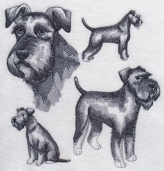 Schnauzer Sketch (Full Tail and Ears)