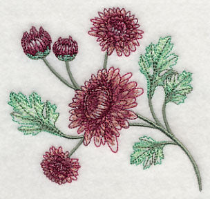 Classy Chrysanthemums 1