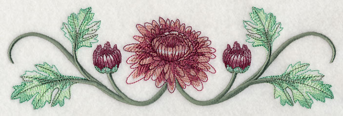 Classy Chrysanthemums Border 1