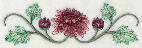 Classy Chrysanthemums Border 1