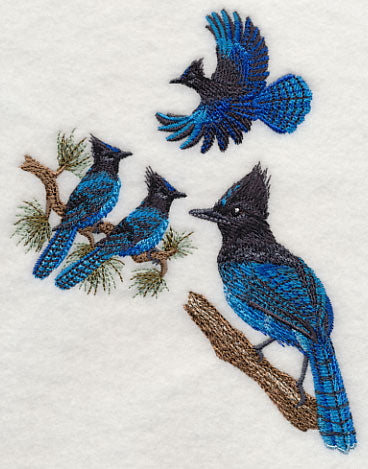 Steller's Jay Collage