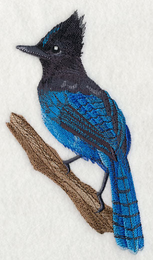 Steller's Jay on Branch