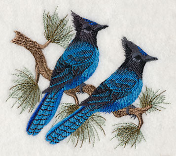 Steller's Jays in Pine