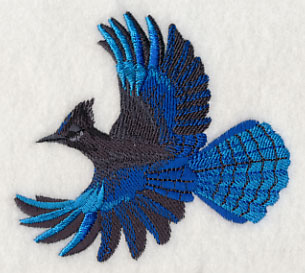 Steller's Jay in Flight