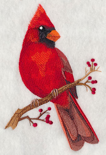 Cardinal on Berry Branch