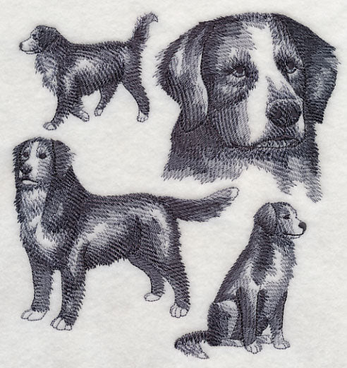 Bernese Mountain Dog Sketch
