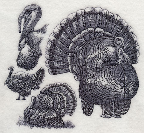 Turkey Sketch