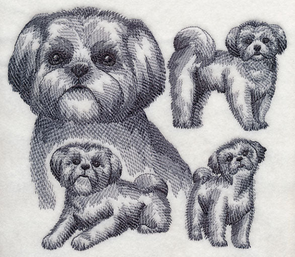 Shih Tzu Sketch