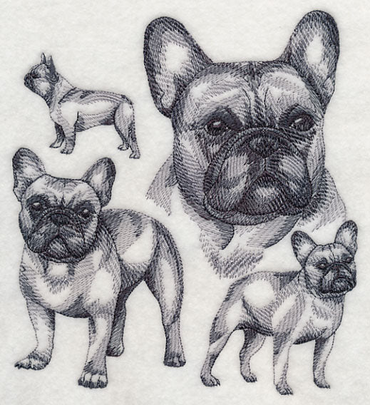 French Bulldog Sketch