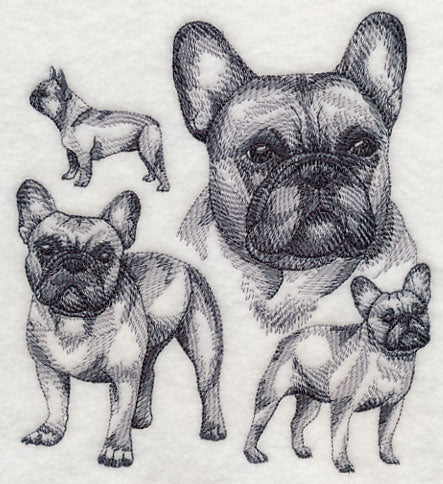 French Bulldog Sketch