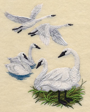 Trumpeter Swan Collage