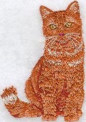 British Orange Tabby Cat