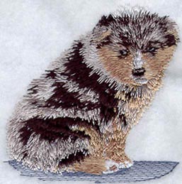 Australian Shepherd Puppy