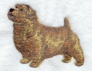 Norfolk Terrier - Show Stance