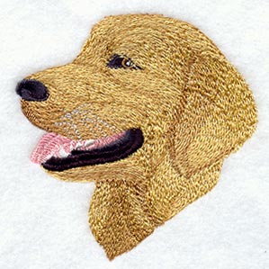 Golden Retriever Face