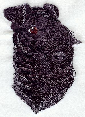 Kerry Blue Terrier Head