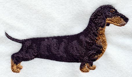 Dachshund - Smooth