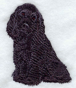 American Cocker Spaniel