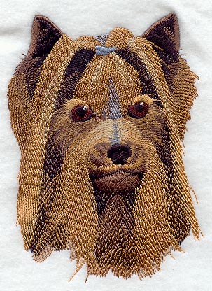 Yorkshire Terrier Head
