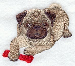 Pug Puppy