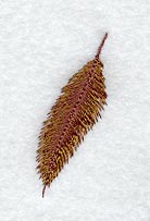 Feather 1