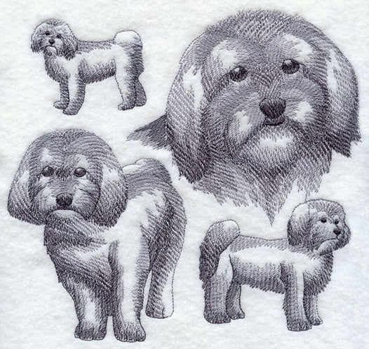 Havanese Sketch