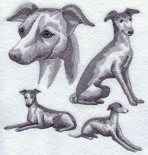 Italian Greyhound Sketch