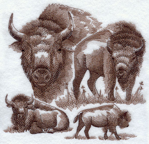 Buffalo Sketch