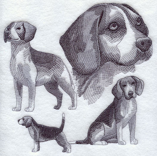 Beagle Sketch