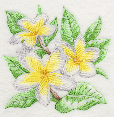 Frangipani Sketch