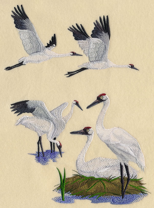 Whooping Crane Collage