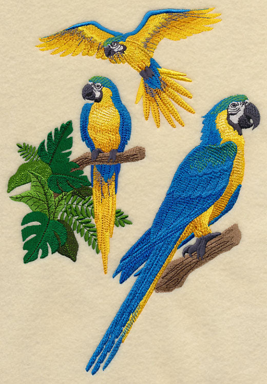 Blue-and-yellow Macaw Collage