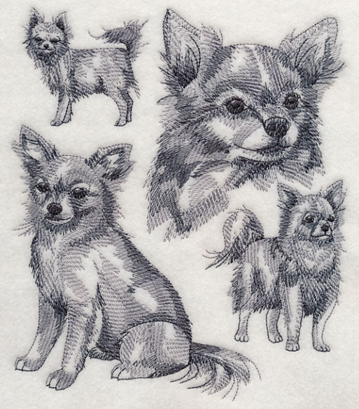 Long-haired Chihuahua Sketch