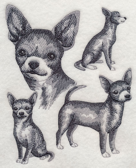 Short-haired Chihuahua Sketch