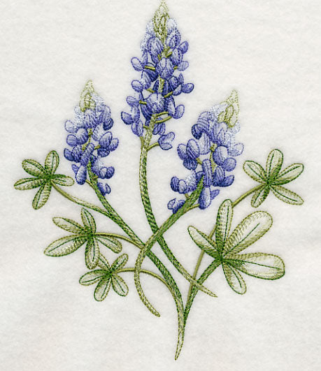 Breathtaking Bluebonnets 2