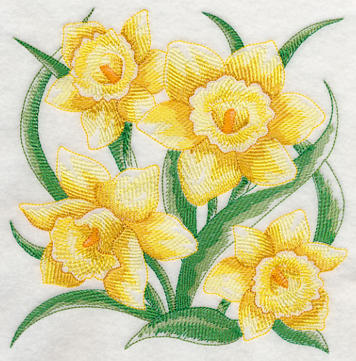 Daffodil Sketch