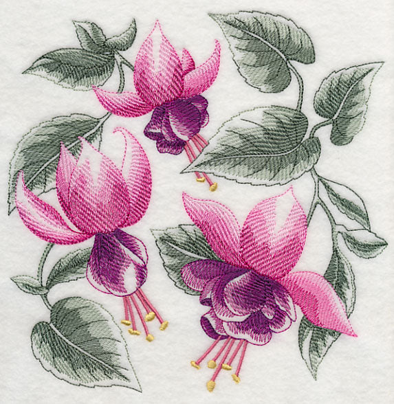 Fuchsia Sketch