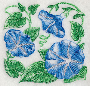 Morning Glory Sketch