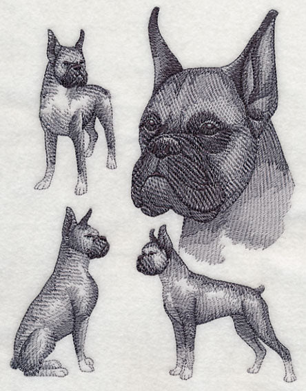 Boxer Sketch (Cropped Ears)