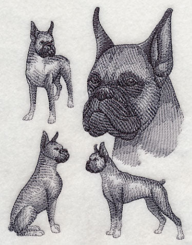 Boxer Sketch (Cropped Ears)