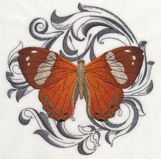 Harlequin Metalmark with Baroque Background