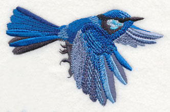 Splendid Fairy-wren in Flight